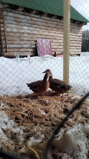 Подсадные утки. Отдых перед сезоном охоты.