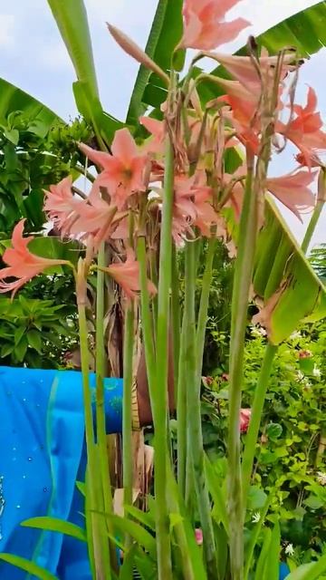 #shorts Beautiful Striped Lily 🤩😍