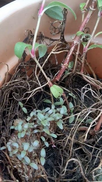 #gomphrena New Plants#easily Grow#shorts#