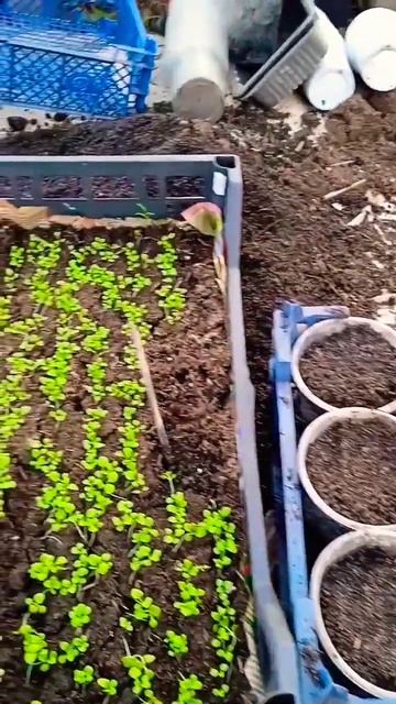 9.02.23 Пикирую петунии и бархотки. 🌼🌼🌼