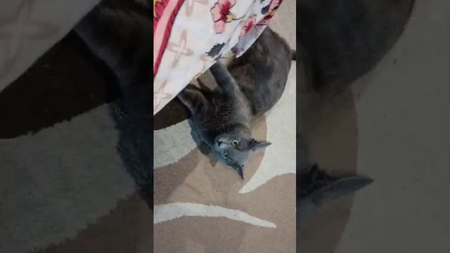 C0a82d74b0601bdf00f77b4fd1653523