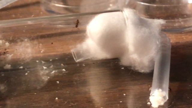 Ant Enjoys Doughnut Crumb