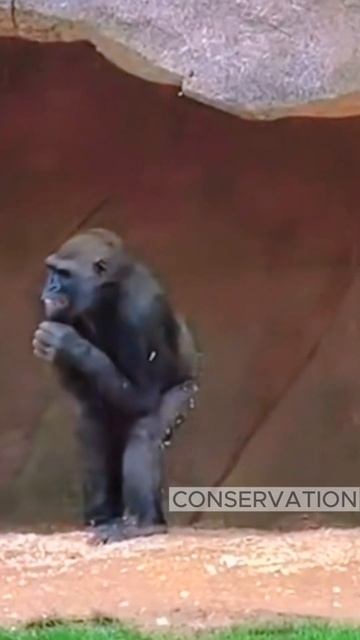 Gorilla Conservation Efforts: Saving Our Forest Giants!