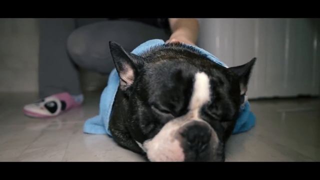 French Bulldog SPA Day | Samsung NX1 | Adobe Premiere Pro | H.265