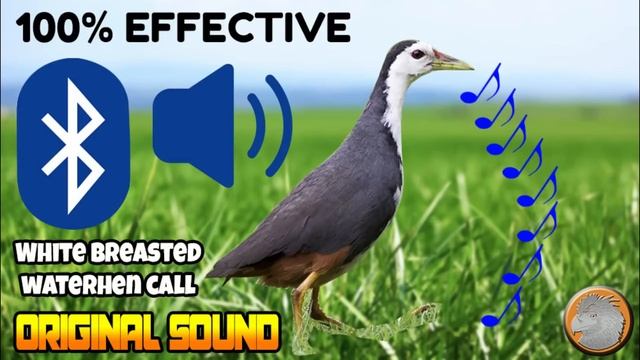 WATER HEN BIRD CALL, HUNI NG TIKLING, KUROWAK 100% CALL