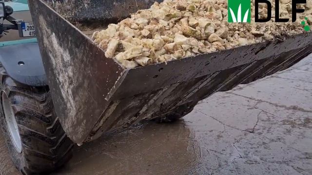 Feeding Beet Preparation With Bill Ryan
