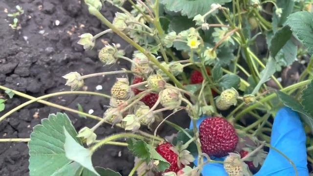Замечательная клубника-малина - Веденсвилл 7.