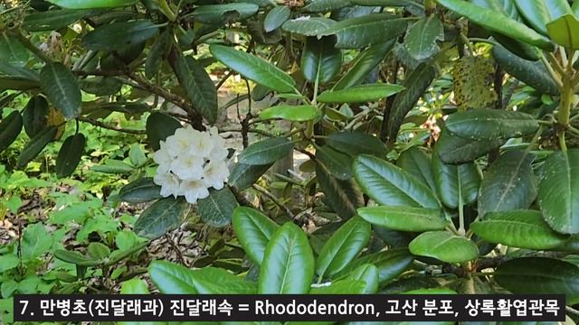 한국의 나무 - 5월 포천 국립수목원 나무 14종류 해설, 나무에 예쁜 꽃이 피었습니다.