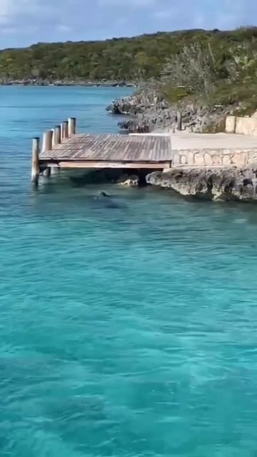 DOG Vs SHARK! #shorts