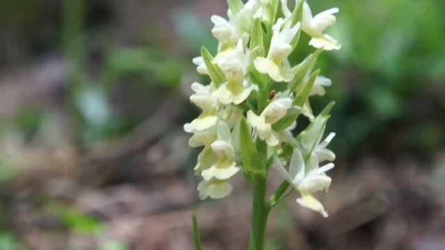 Orchis Pallens 1