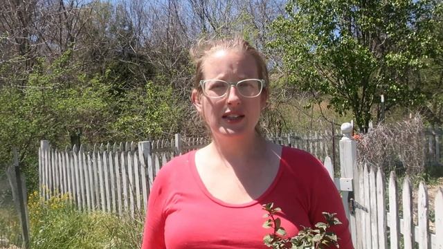 Tea Garden | Adding Tea Plants To Finish Off My Container Garden