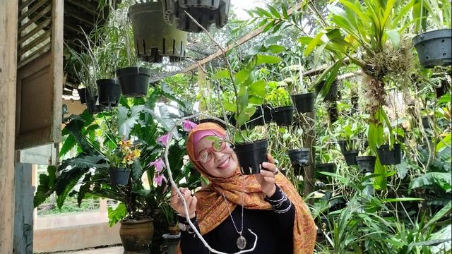 Koleksi Anggrek Kepitu: Dendrobium Nestor