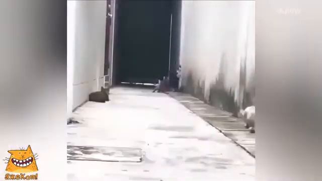 Полоса препятствий 2. ЯжеКОТ!