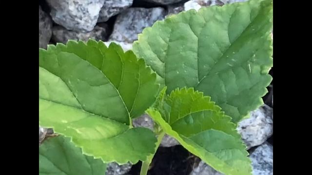 How To Grow Mulberry From Seeds, Boston, USA, Video #2
