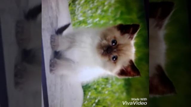 49e17306d6bc57c4cdb0290cc5c46590