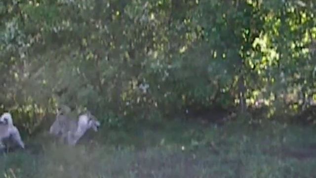 Лайки по кабану