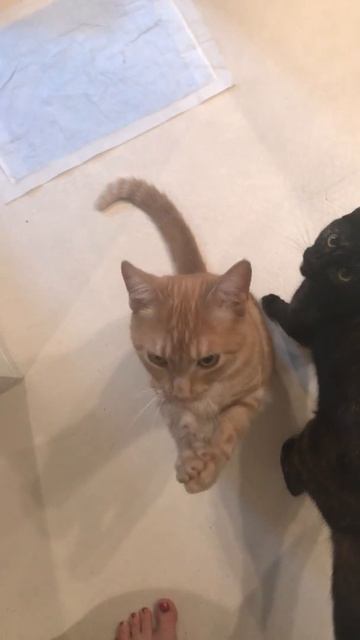 Кот молится