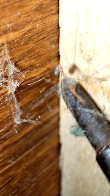Pholcus phalangioides