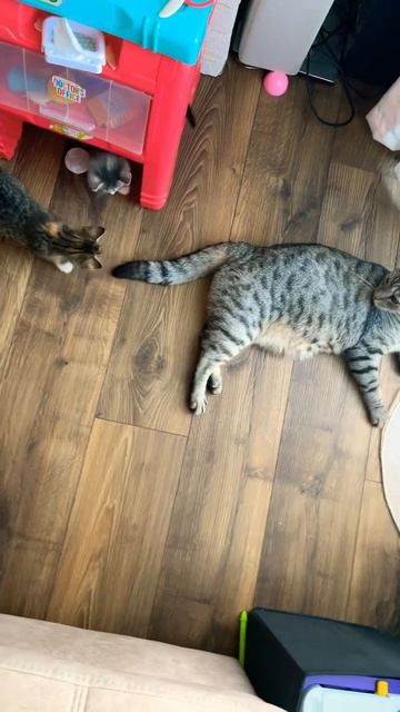 Хвост - лучшая игрушка) котята разбаловались #shorts #смешныеживотные #милыекотики