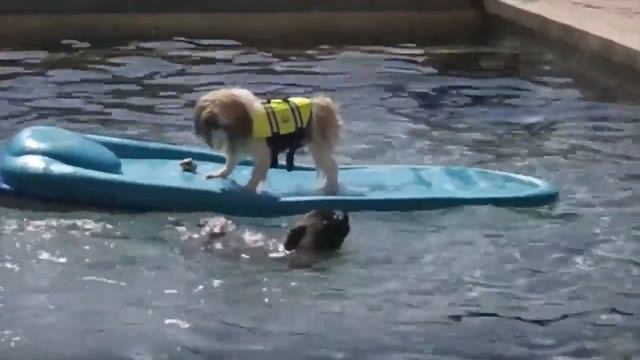 Смешные собаки Приколы про животных 2017