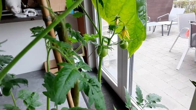 Tomates Red Robin + Tomates F1 De Grande Surface.