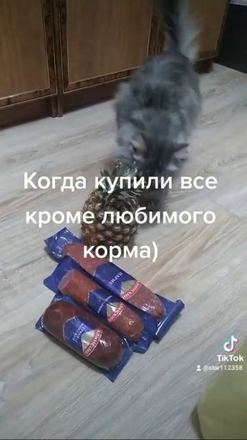 Где мой корм????
