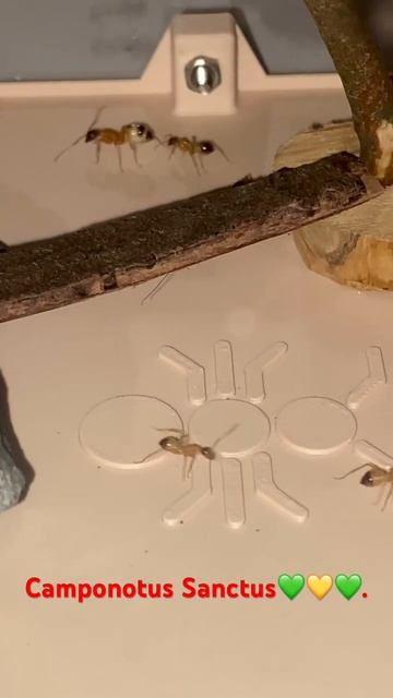 Camponotus Sanctus,petit Sortie De La Nuit.💚💛❤️