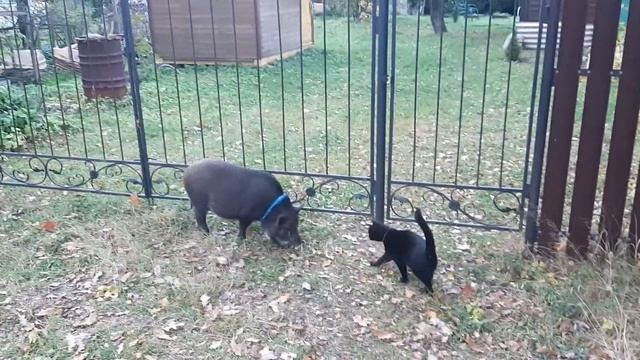 Нападение кота на кабана!