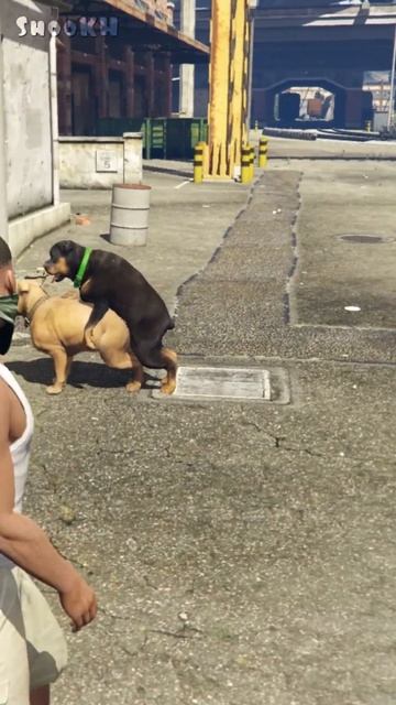 GTA V YARAMAS CHOP #shorts #shookh