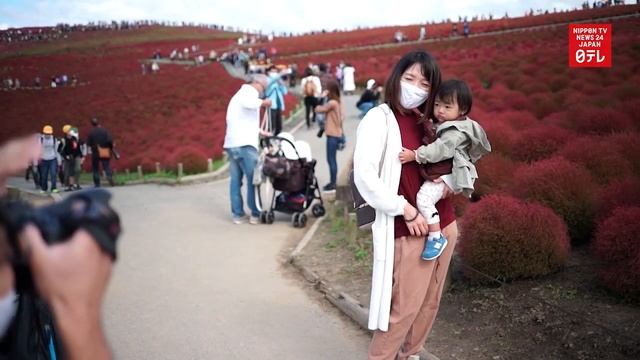 Kochia Plants Turn Red North Of Tokyo
