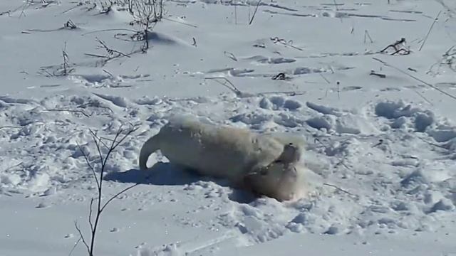 92dc520009a84332c8a2570e0c6f617b