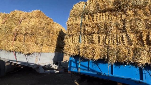 Чоп баасы Каракол мал базар 3-декабрь 2023