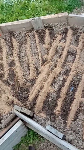 выращу свой лук севок. посеял  чернушку.