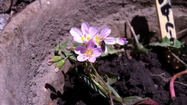 Lasioglossum And Sphecodes Visiting Claytonia Lanceolata