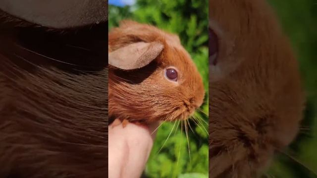 морские свинки Золотой Английский селф 89031200386☎