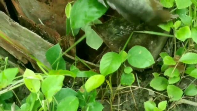 Unbelievable catfish are climbing on palm tree. Unique fish climbing video. Fish VS Tree.
