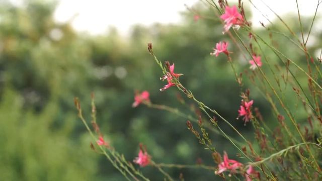 [바늘꽃 ]- 아침 꽃모닝 ! Good Morning Flower,hd Flower