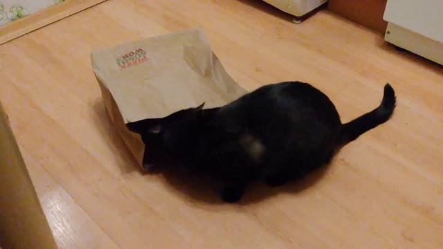 Кот сошел с ума