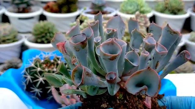 Preparing Cactus And Succulent Giveaway For Shipment 다육식물 | 多肉植物 | Suculentas