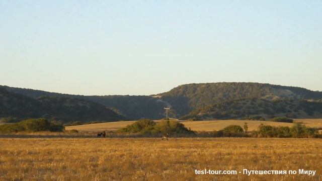 Карпасские ослики на поле (Karpasian Donkeys Family)