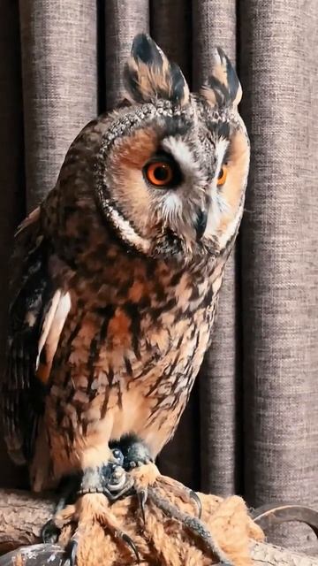 animals owl birds viral like lion pakistan news facts shortsvideo youtubeshorts