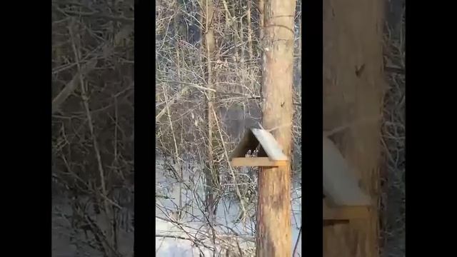 Поползень.mp4