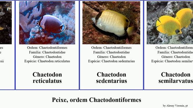 Peixe, Ordem Chaetodontiformes Fish Aya Speculum Selene Interruptus Ocellatus Fasciatus Robustus