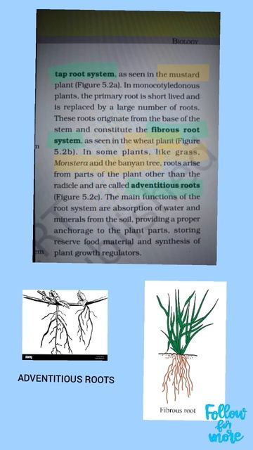 Jaane Roots Ke Baare Mae ✨ #exam #neet #mbbs #bhms #bams #roots #ncert #like #biology #concept