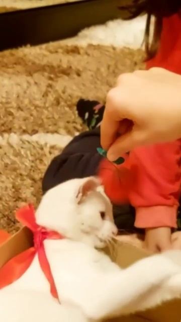 Моя милая кошка💗😺....Если любите кошек пожалуйста подпишитесь на мой канал..😉