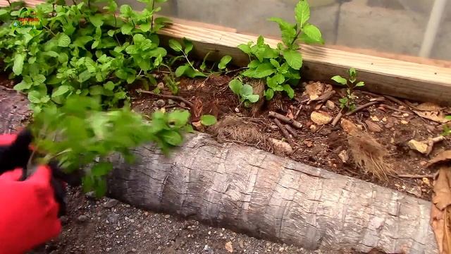 Companion Planting | Increase Yield | Pest Control