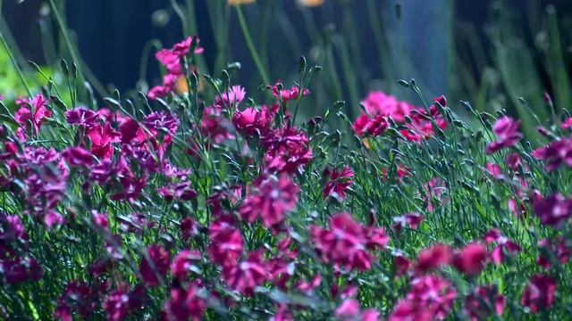 Мое измененное видео