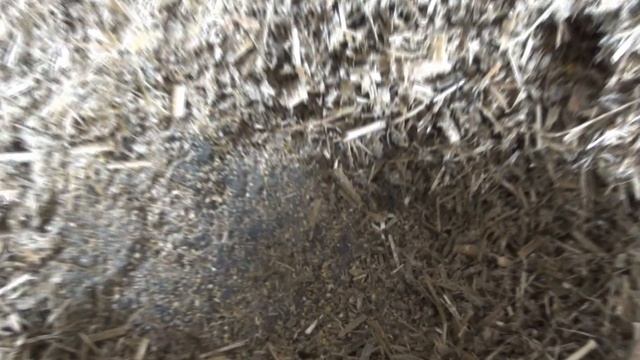 Просев зерна 3 мм на кормовом столе