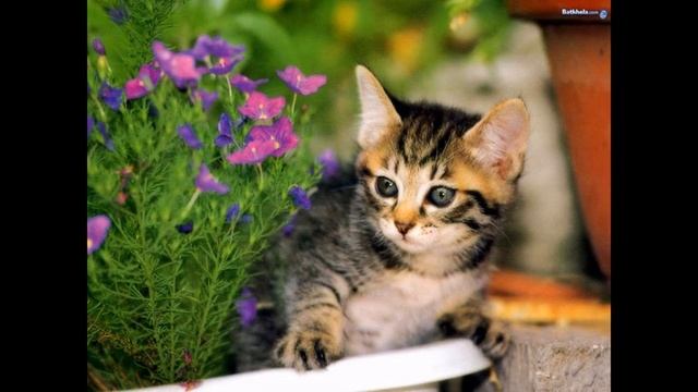 Чело коте книжки