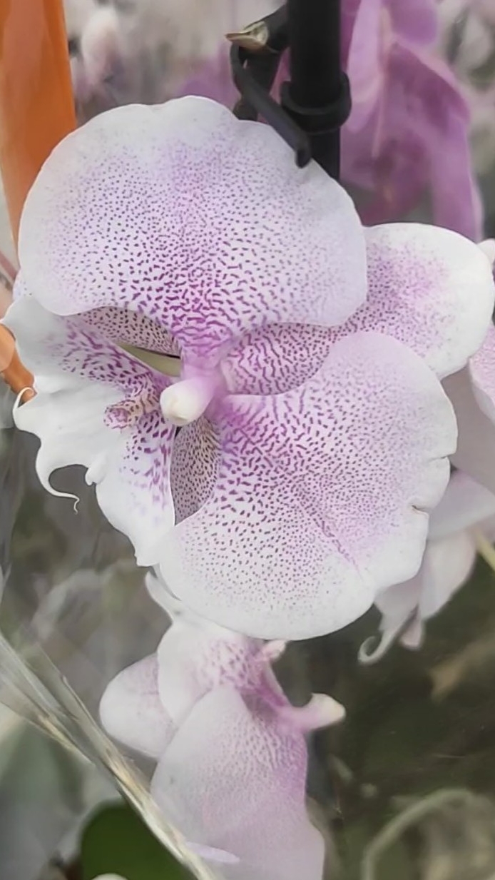 Орхидеи. Фаленопсис Квин Кисс биг лип. Phalaenopsis Queen Kiss Big Lip